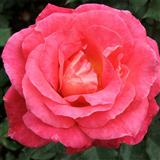 Charles W. Glover The Rose Of Tralee 419369