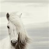 Chilean Folksong Mi Caballo Blanco (My White Horse) 87470