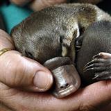 Morva Cogan The Platypus Song 39696