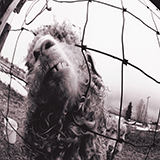 Pearl Jam Dissident 56025