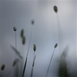 Peter Broderick A Snowflake 125312
