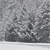 Stephen Lawrence It's Snow Wonder 97436