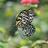 Traditional Filipino Folk Song Paruparong Bukid (The Butterfly Field) 87483