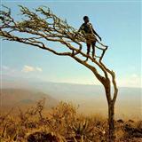 Traditional Zacchaeus 450475