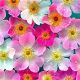 William W. Lowitz His Favorite Flower 89082