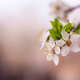 Austin Farwell 'Spring Is Coming' Piano Solo