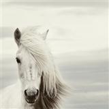 Chilean Folksong 'Mi Caballo Blanco (My White Horse)' Piano & Vocal