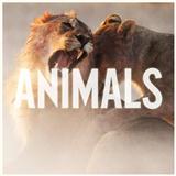 Maroon 5 'Animals' Ukulele